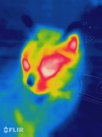 Katze_Thermobild.jpg