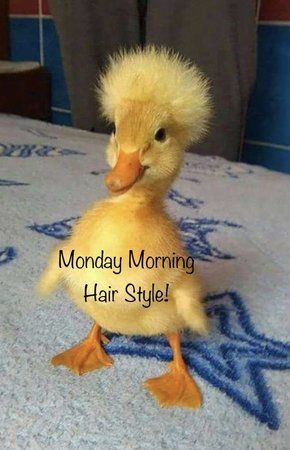 Monday_1555909294751.jpg