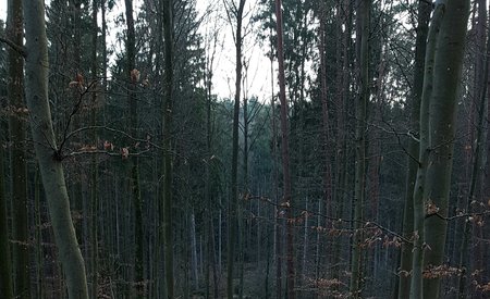 S7 Wald Auto-Modus.jpg