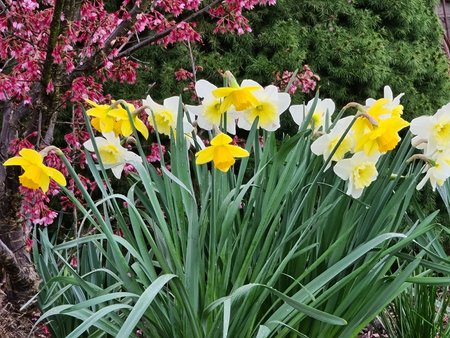 Blume x10.jpg