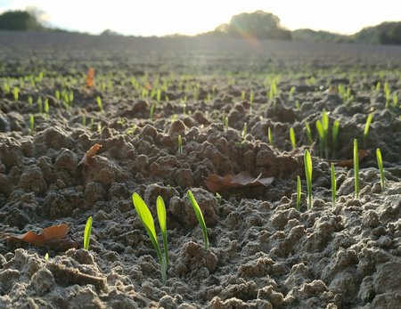 Frühling-Fotowettbewerb.jpg