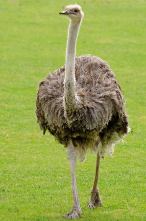 emu-165079.jpg