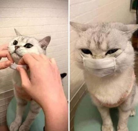 SafeCat.jpg