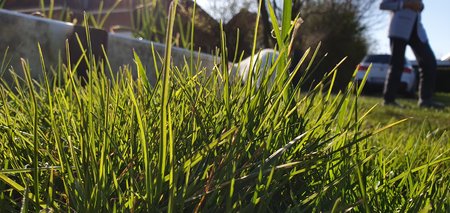 S10+ Gras.jpg