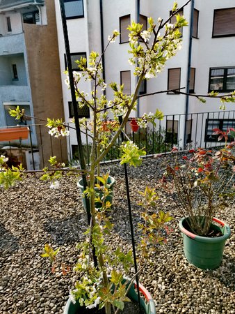 2020-04_Fruehlingserwachen-auf-unserer-Terrasse_02.jpg