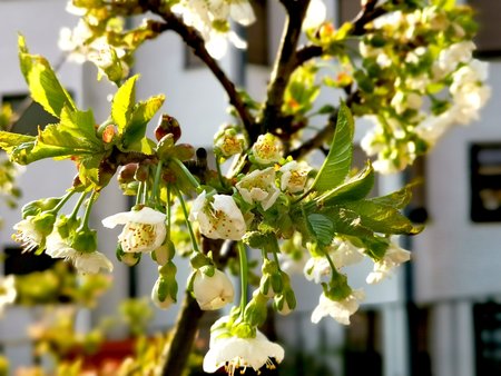 2020-04_Fruehlingserwachen-auf-unserer-Terrasse_03.jpg