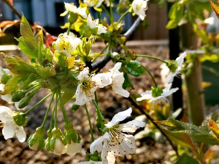 2020-04_Fruehlingserwachen-auf-unserer-Terrasse_04.jpg