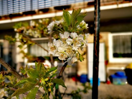 2020-04_Fruehlingserwachen-auf-unserer-Terrasse_05.jpg