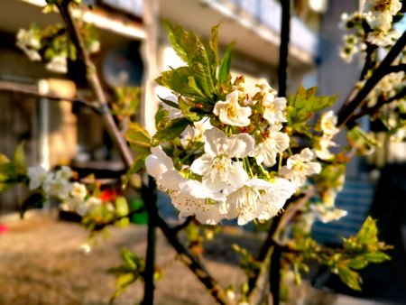 2020-04_Fruehlingserwachen-auf-unserer-Terrasse_06.jpg