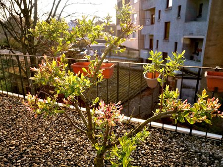 2020-04_Fruehlingserwachen-auf-unserer-Terrasse_07.jpg