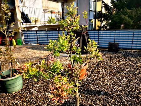 2020-04_Fruehlingserwachen-auf-unserer-Terrasse_09.jpg