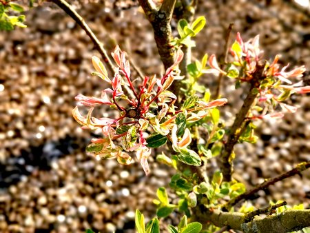 2020-04_Fruehlingserwachen-auf-unserer-Terrasse_10.jpg