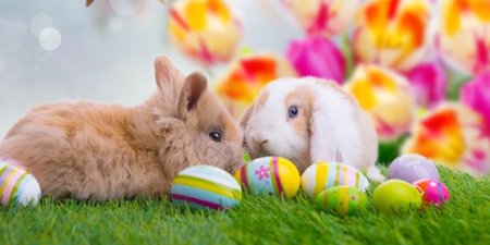 ostern_hasen_kaninchen_©_drubig-photo.jpg