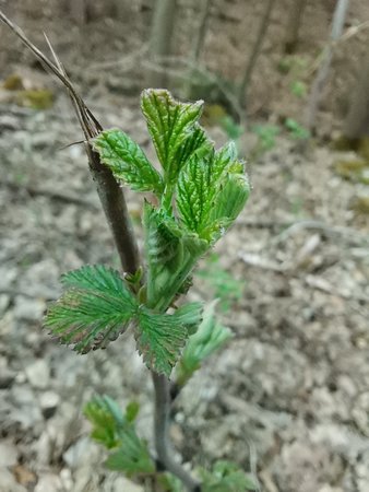 IMG_20200417_074521.jpg