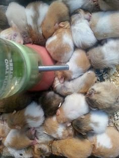166ac47c22128330a34bb738f96c3ecc--hamster-google.jpg