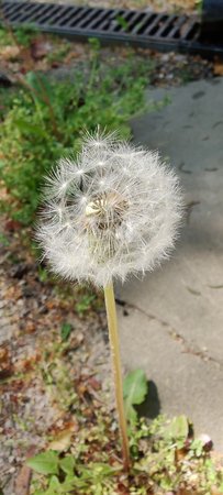 IMG_20200423_130736.jpg