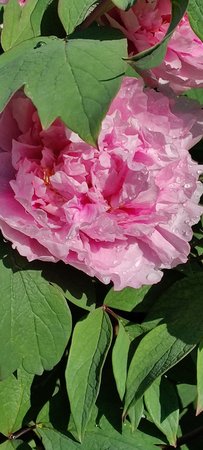 IMG_20200423_100355.jpg