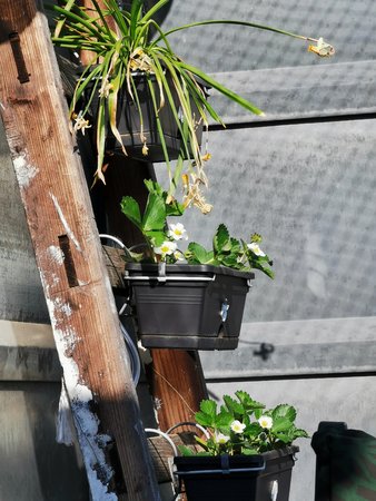 IMG_20200426_174313.jpg
