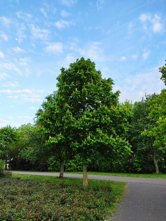 IMG_20200503_194458.jpg