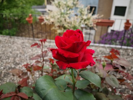 2020-05-03_unsere-Rose_01.jpg