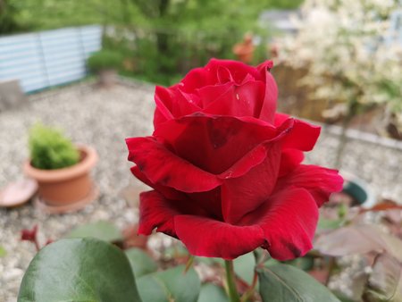 2020-05-03_unsere-Rose_02.jpg