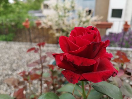 2020-05-03_unsere-Rose_03.jpg