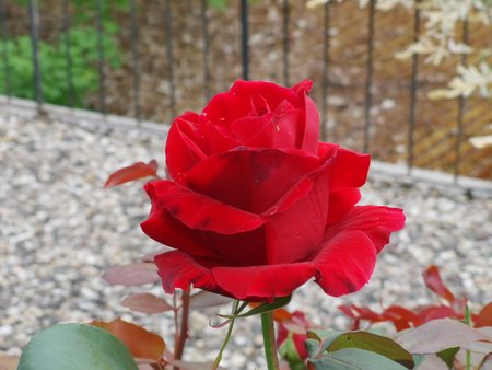 2020-05-03_unsere-Rose_04.jpg