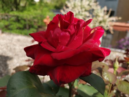 2020-05-04_unsere-Rose_08.jpg