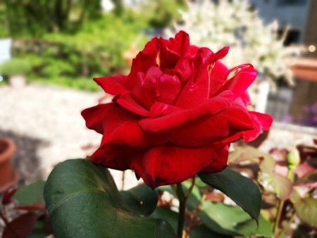 2020-05-04_unsere-Rose_09.jpg