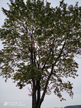 IMG_20200424_103435.jpg