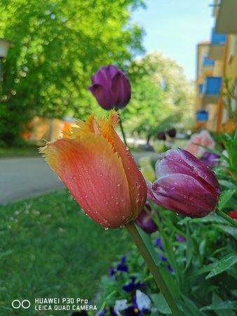 IMG_20200508_105144.jpg