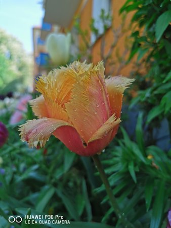 IMG_20200508_105154.jpg