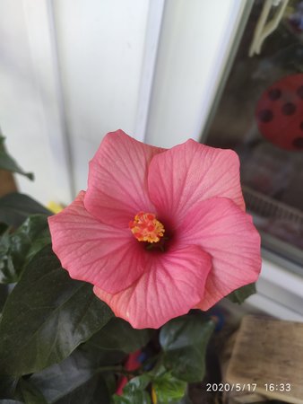 IMG_20200517_163350.jpg