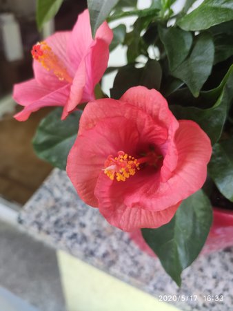 IMG_20200517_163343.jpg