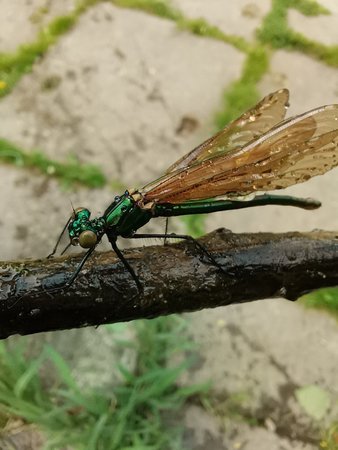 IMG_20200518_162317.jpg