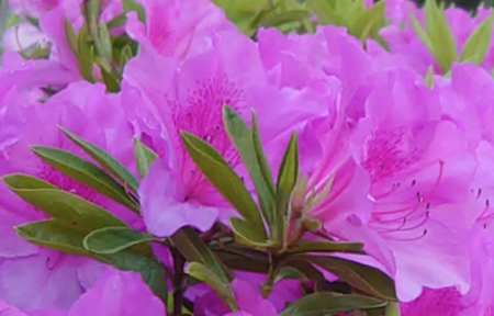 xperia.png