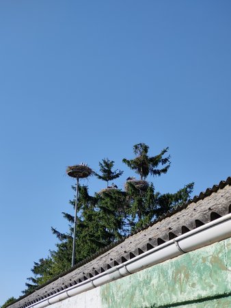 IMG20200601174335.jpg