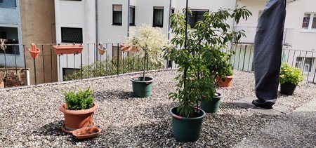 2020-06-11_Terrassenpflanzen_01_Vollbildanzeige.jpg