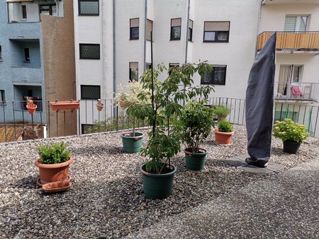 2020-06-11_Terrassenpflanzen_05_HDR.jpg