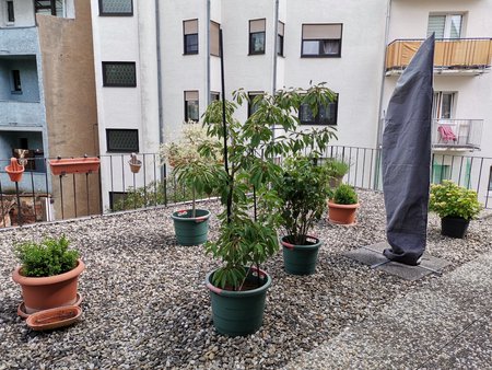 2020-06-11_Terrassenpflanzen_07_Hohe-Aufloesung.jpg