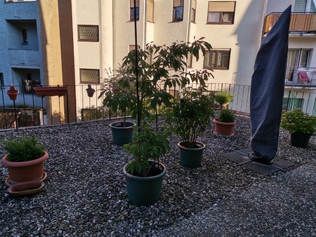 2020-06-11_Terrassenpflanzen_09_normal-mit-AI.jpg