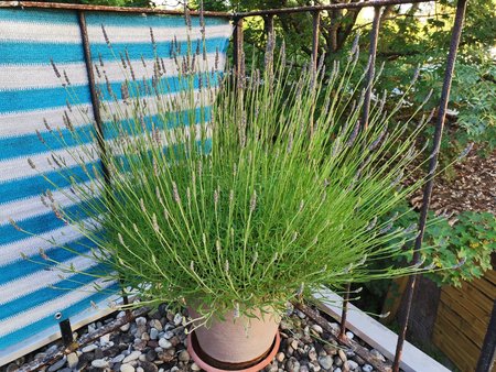 2020-06-11_Terrassenpflanzen_10_normal-mit-AI.jpg