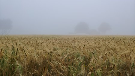 IMG_20200619_070902.jpg