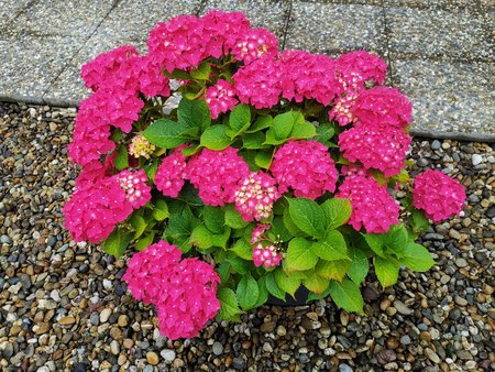 2020-06-27_01_Hortensie_Mate20X.jpg