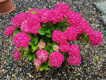 2020-06-27_02_Hortensie_Mate20X.jpg