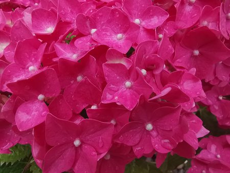 2020-06-27_03_Hortensie_Mate20X.jpg