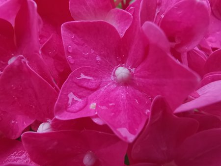 2020-06-27_04_Hortensie_Mate20X.jpg