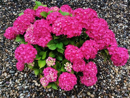 2020-06-27_05_Hortensie_P40L.jpg