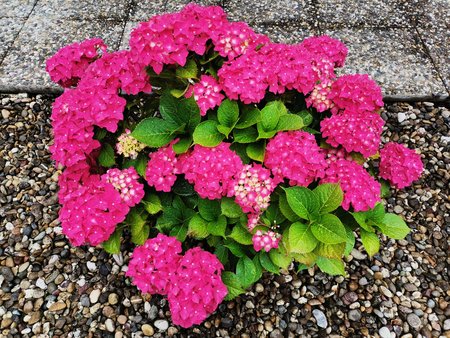 2020-06-27_06_Hortensie_P40L.jpg