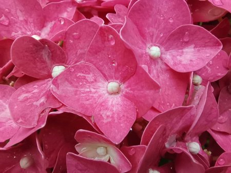 2020-06-27_07_Hortensie_P40L.jpg